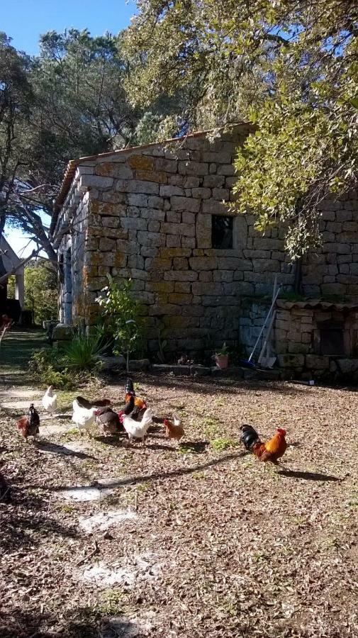 Agriturismo La Vigna Tempio Pausania Bagian luar foto