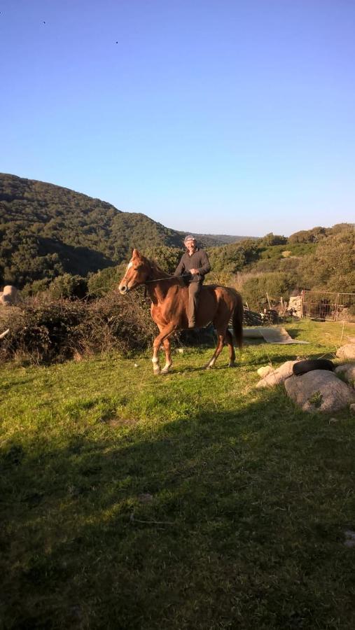 Agriturismo La Vigna Tempio Pausania Bagian luar foto